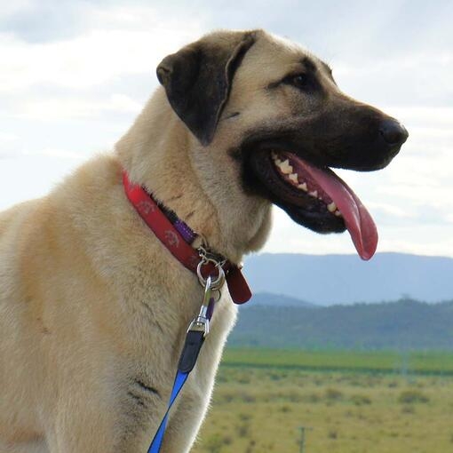 Kia Anatolian Shepherd Dog Purina UK